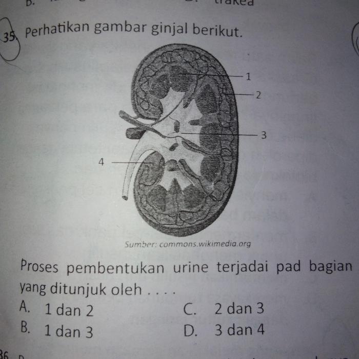 perhatikan gambar nefron berikut terbaru