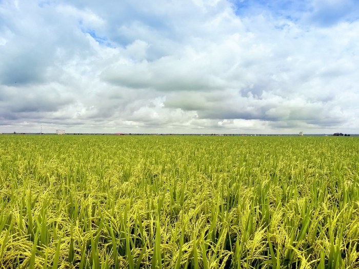 tanaman di sawah selain padi