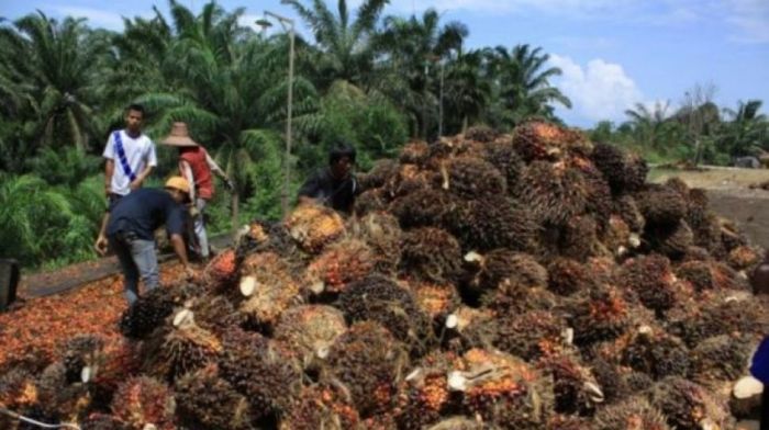 sawit kelapa keuntungan