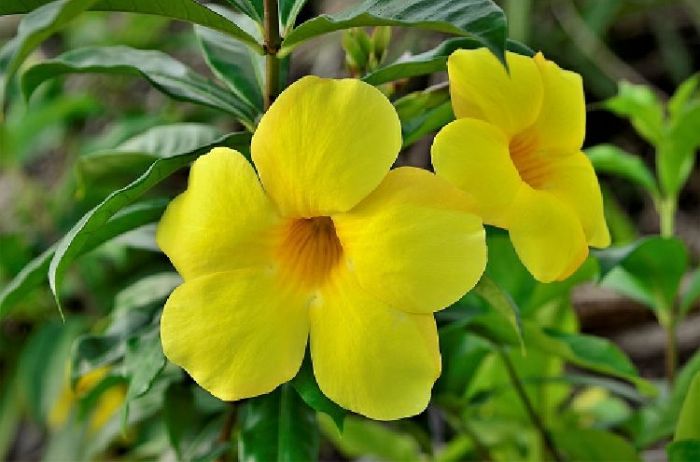 alamanda bunga allamanda cathartica ciri