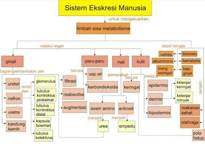 peta konsep ekskresi proses manusia pengeluaran zat tubuh eksresi limbah harus metabolisme meracuni dibuang agar sisa tersebut bagikan