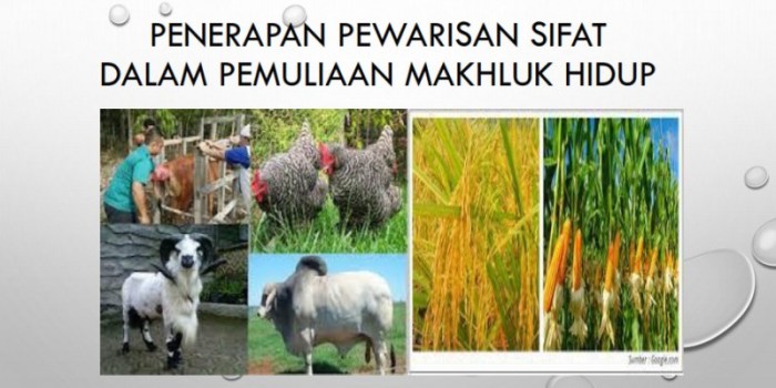 Pemuliaan tanaman pewarisan sifat