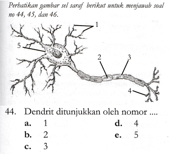 sel sertoli ditunjukkan oleh nomor