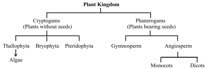 mind map kingdom plantae