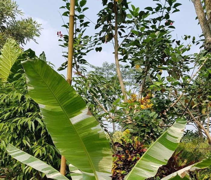 bagian bagian pohon pisang dan fungsinya terbaru