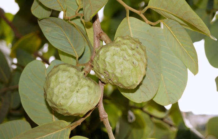 buah pohon beringin bisa dimakan