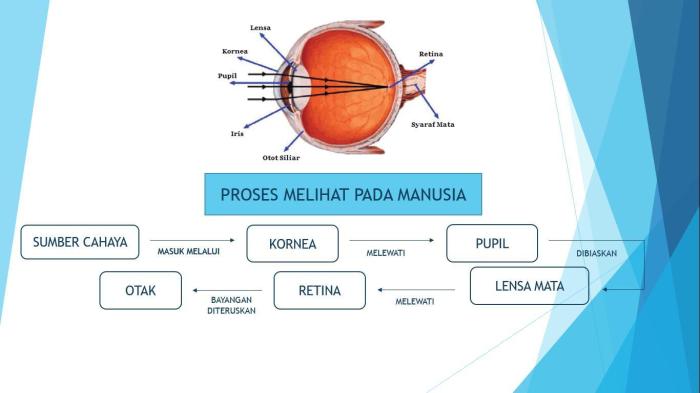 penglihatan mata indra cahaya melihat benda kelompok urutan