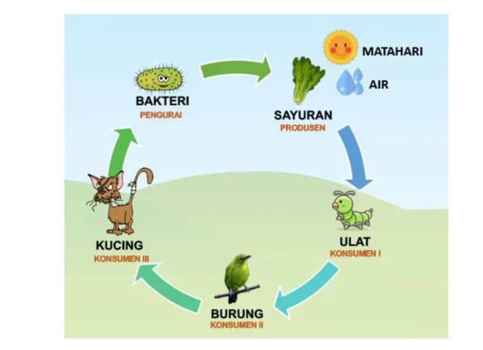 rantai makanan di akuarium terbaru