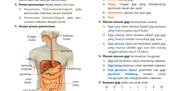 fungsi organ tubuh ayam lengkap