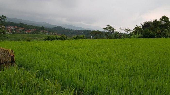 lahan ekosistem pertanian fungsi alih kementan bekasi ancaman serius jadi monitor tribunnews dukung pertahankan dok