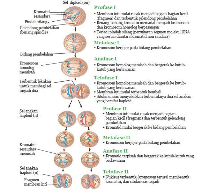 Mitosis meiosis perbedaan tabel