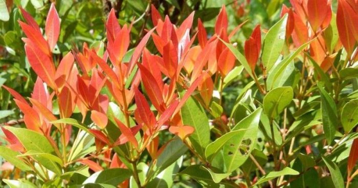nama latin tanaman pucuk merah terbaru