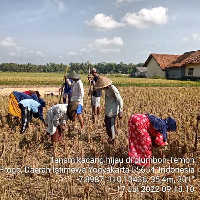 Jagung kacang tanah sari tumpang tumpangsari menanam pertanian tanaman agrozine karangsari budidaya sepanjang