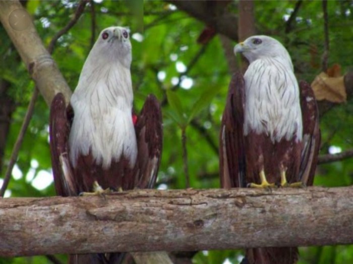 suri ikun dan dua burung terbaru