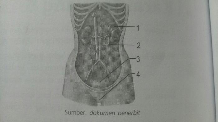 uretra ditunjukkan oleh bagian nomor terbaru