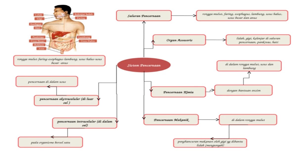 mind mapping pencernaan manusia