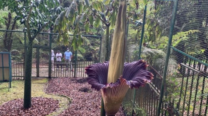 fauna bagian flora peralihan timur persebaran tipe keragaman atau