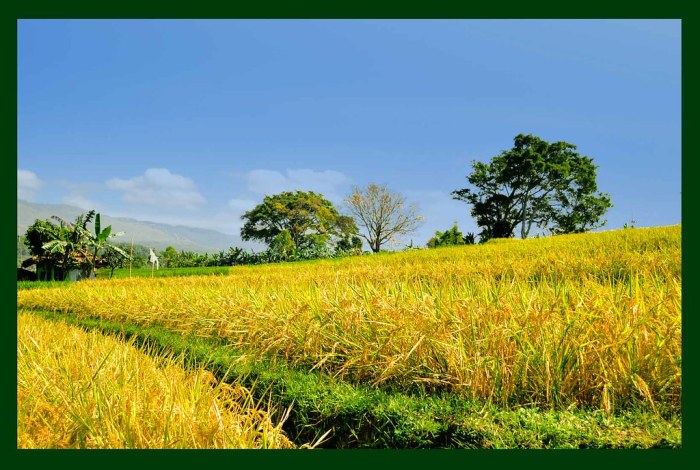 tanaman di sawah selain padi terbaru