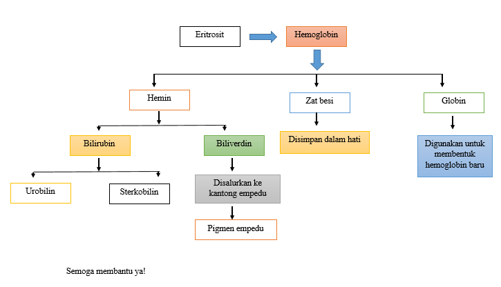 darah proses pembekuan sel ilmu merah bagan peredaran sistem