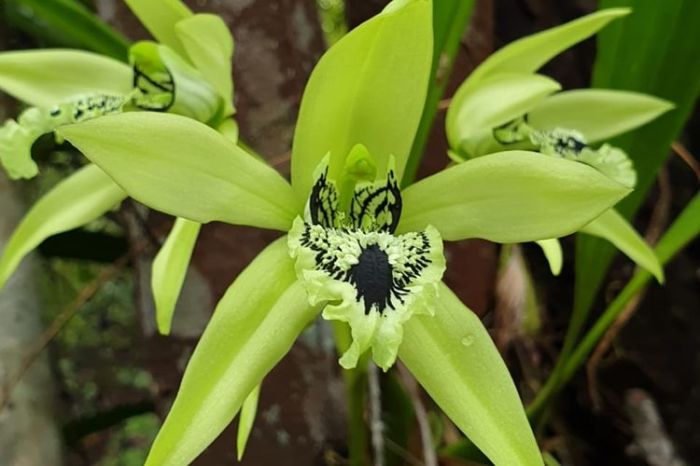 bunga khas kalimantan timur terbaru