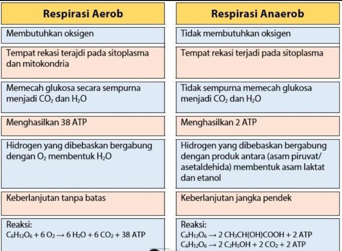 aerob anaerob respirasi perbedaan tabel indices suka metabolisme jenis pengertian sbmptn fungsi proses