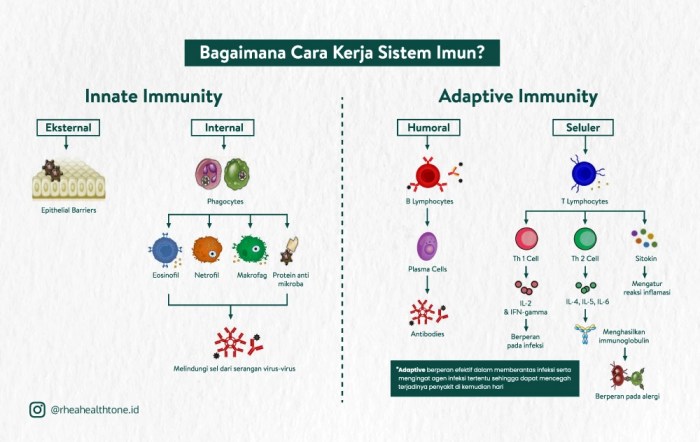 spesifik imun respon non konsep imunologi dasar sifat perbedaaan sistem pertahanan tubuh seluler