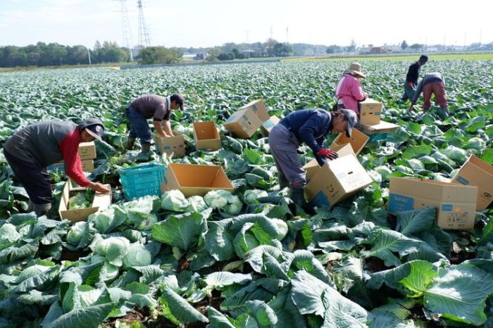 petani dalam bahasa jepang