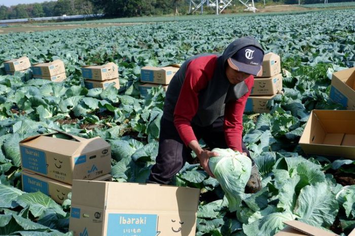 petani dalam bahasa jepang terbaru