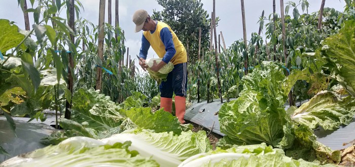 panen cepat คะน kailan sayuran sawi hijau ปล dijual usaha jenis mahal bisa ยว