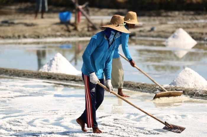 Petani garam sangat bergantung pada cuaca