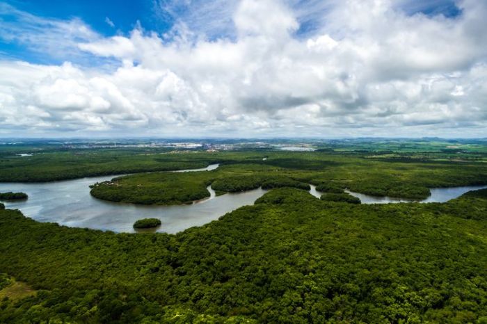 negara hutan hujan tropis