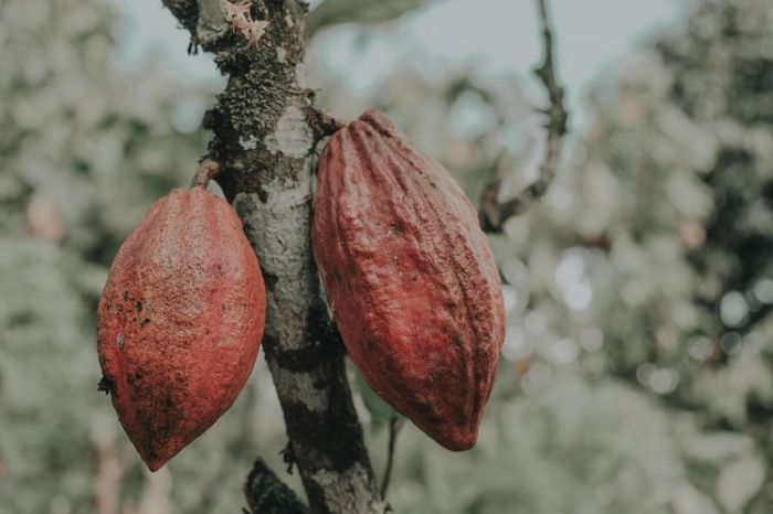 buah terbesar di indonesia