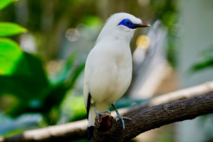 manfaat burung jalak bali