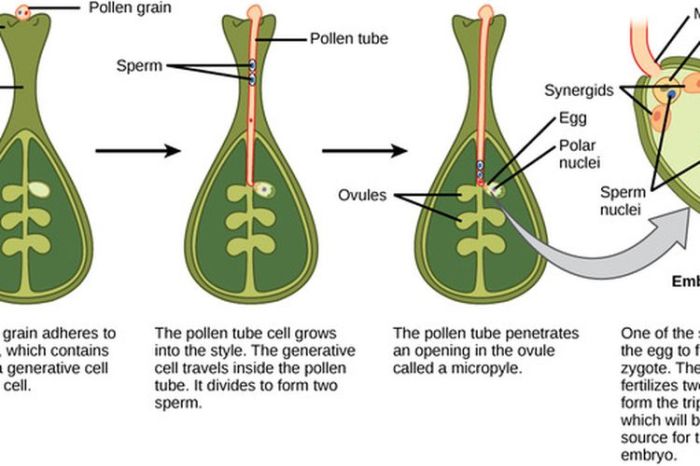 pembuahan ganda angiospermae skema pada