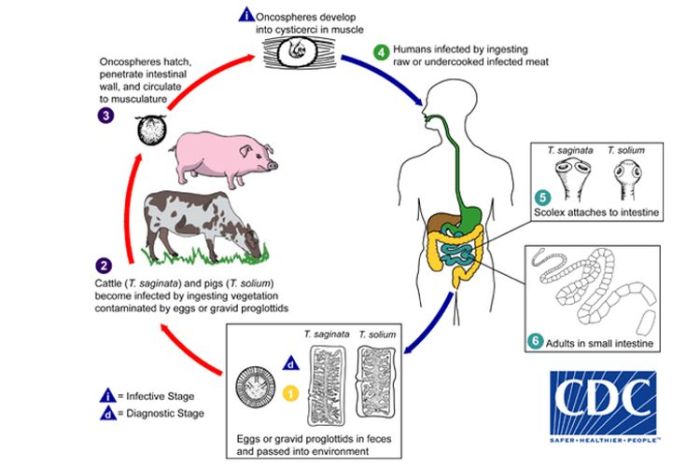 hidup taenia daur saginata cacing sapi biologi edukasi manusia cysticercus membentuk