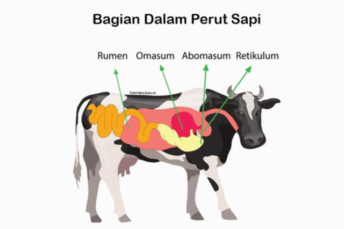 daging sapi peta potong hewan tubuh malang peternakan iga