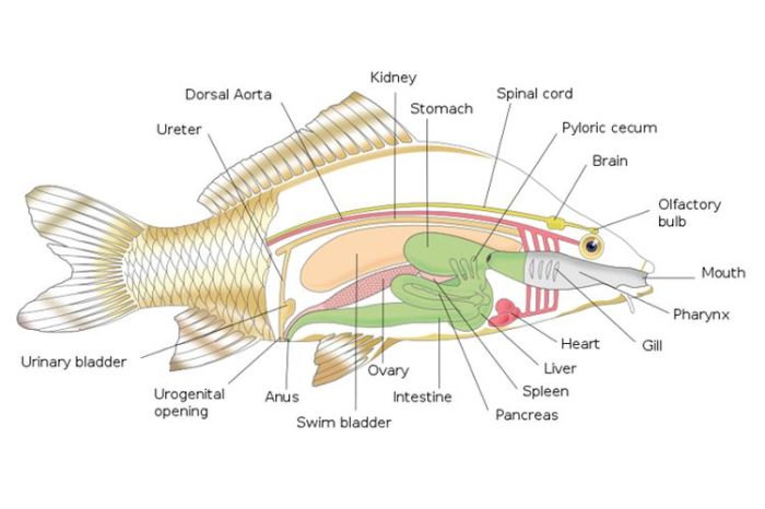 ikan sistem darah sirkulasi pisces reproduksi peredaran katak jantan jantung hewan insang respirasi vertebrata tubuh pernafasan rebanas pelajaran zodiak panduan