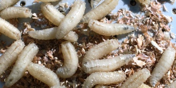 belatung maggot pakan ternak untuk