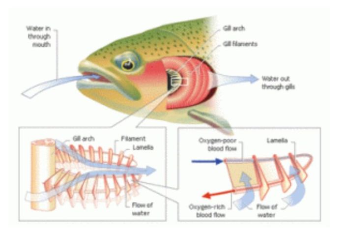 alat bantu pernapasan ikan lele