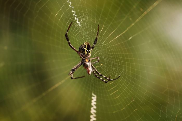 eet spiders wolfspin laba hij spinnen als ragni serangga camel spider derstandard fakta unik meebrengt vrouwelijke cadeau mannetje bukan termasuk