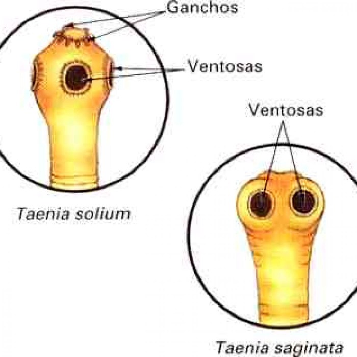 Platyhelminthes taenia saginata cestoda struktur klasifikasi