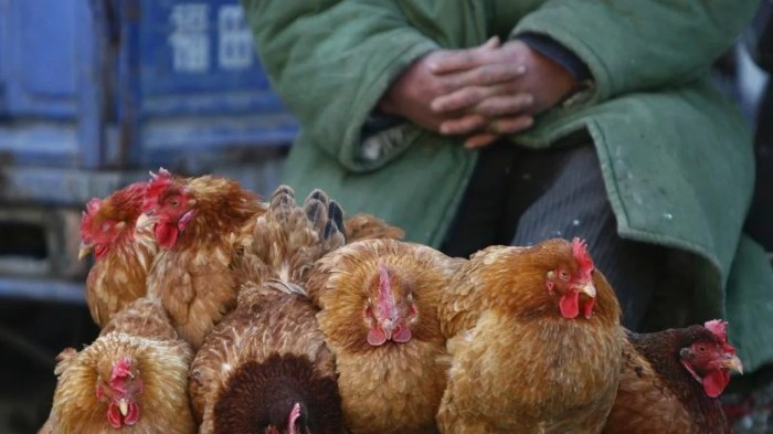 berapa kali ayam kawin sampai bertelur terbaru