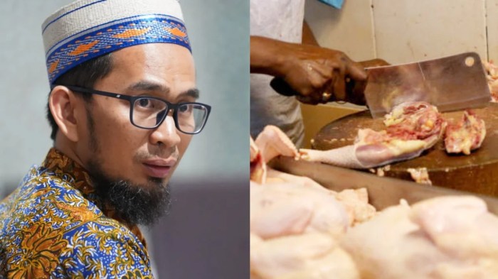 daging ayam pemakan feses hukumnya