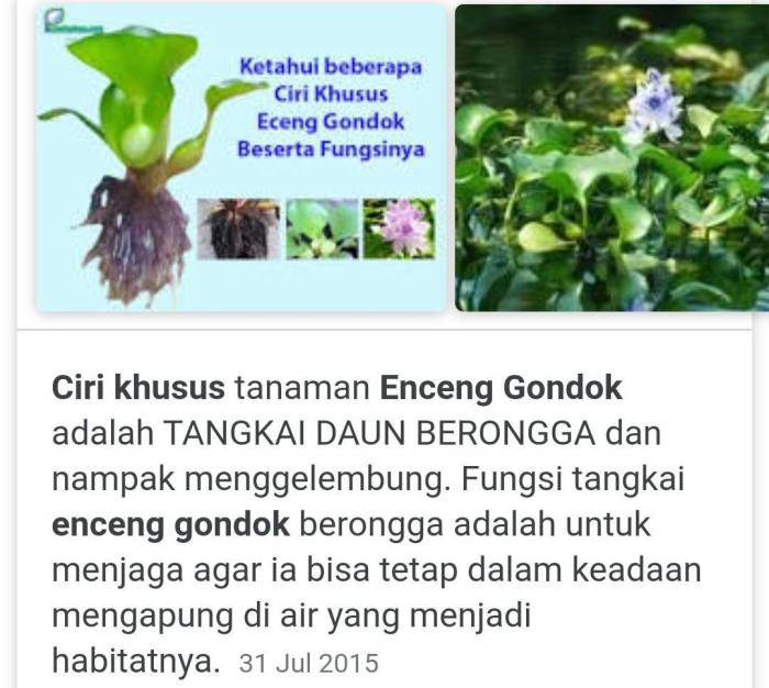 ciri ciri serat eceng gondok