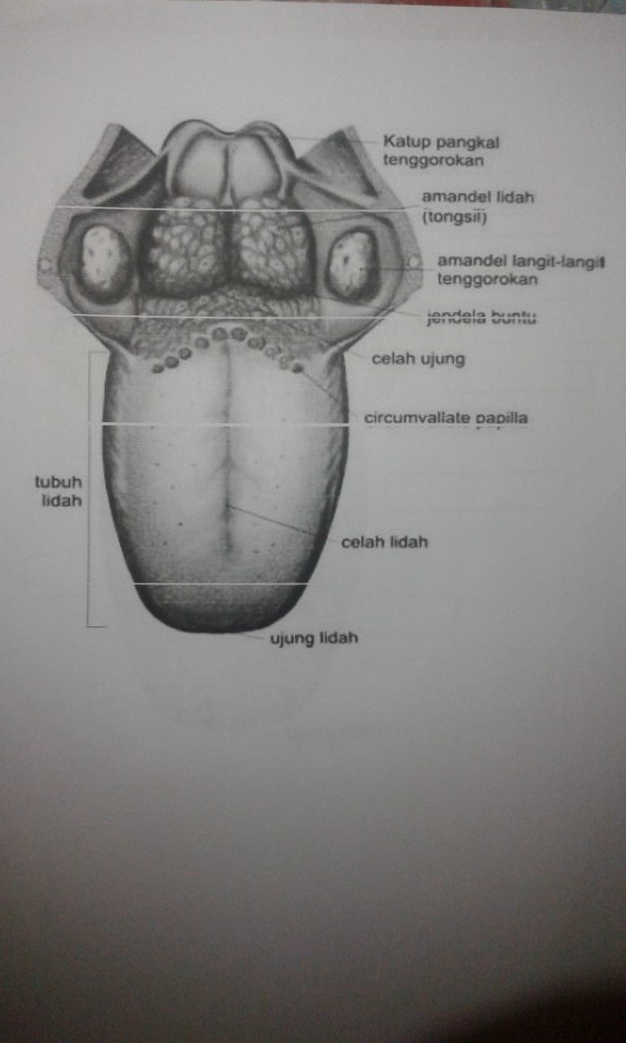 bagian bagian lidah buaya dan fungsinya