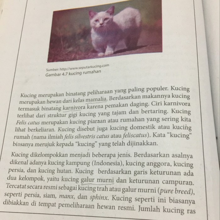 Contoh descriptive text tentang hewan kucing