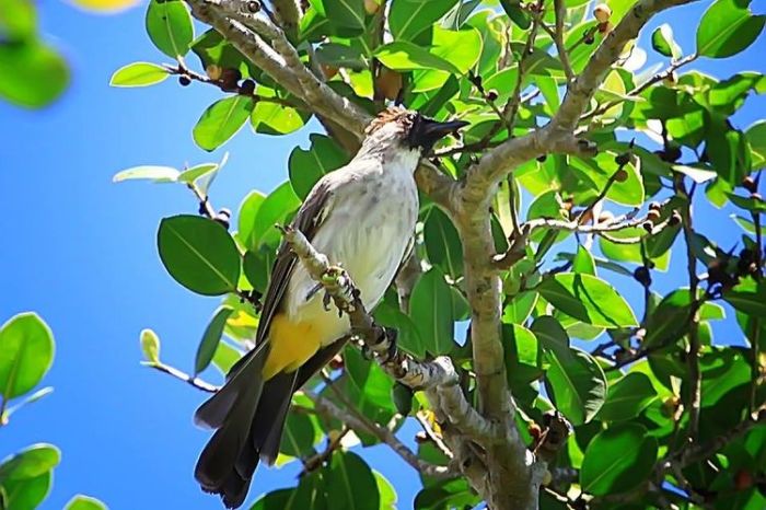 seekor burung berkicau setiap 14 menit