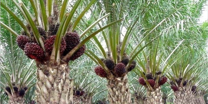 Sawit perkebunan cpo ekspor tumpuan lesu tetap kalimantan kelapa pekerja memanen tengah lestari jurnalasia