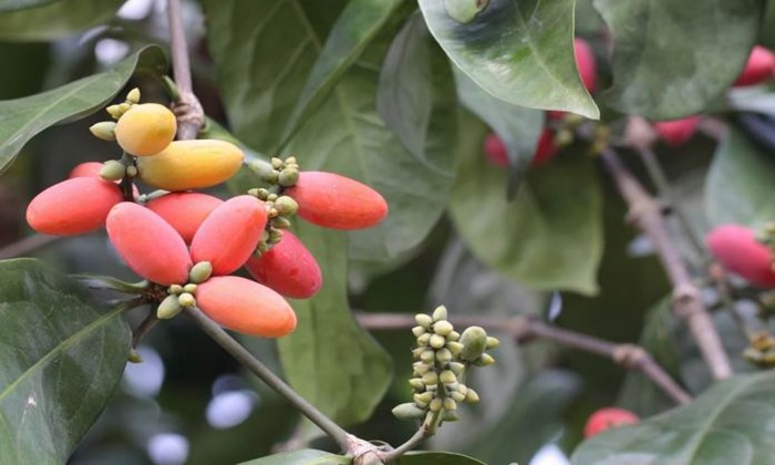 kopi tanaman perkebunan melinjo buah tumbuhan budidaya makasar kebun ateng pohon pemeliharaan tumbuh manfaat manfaatnya obat macam tangkil pertanian syarat