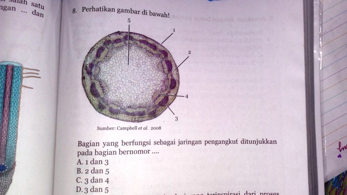 sumber campbell et al 2008